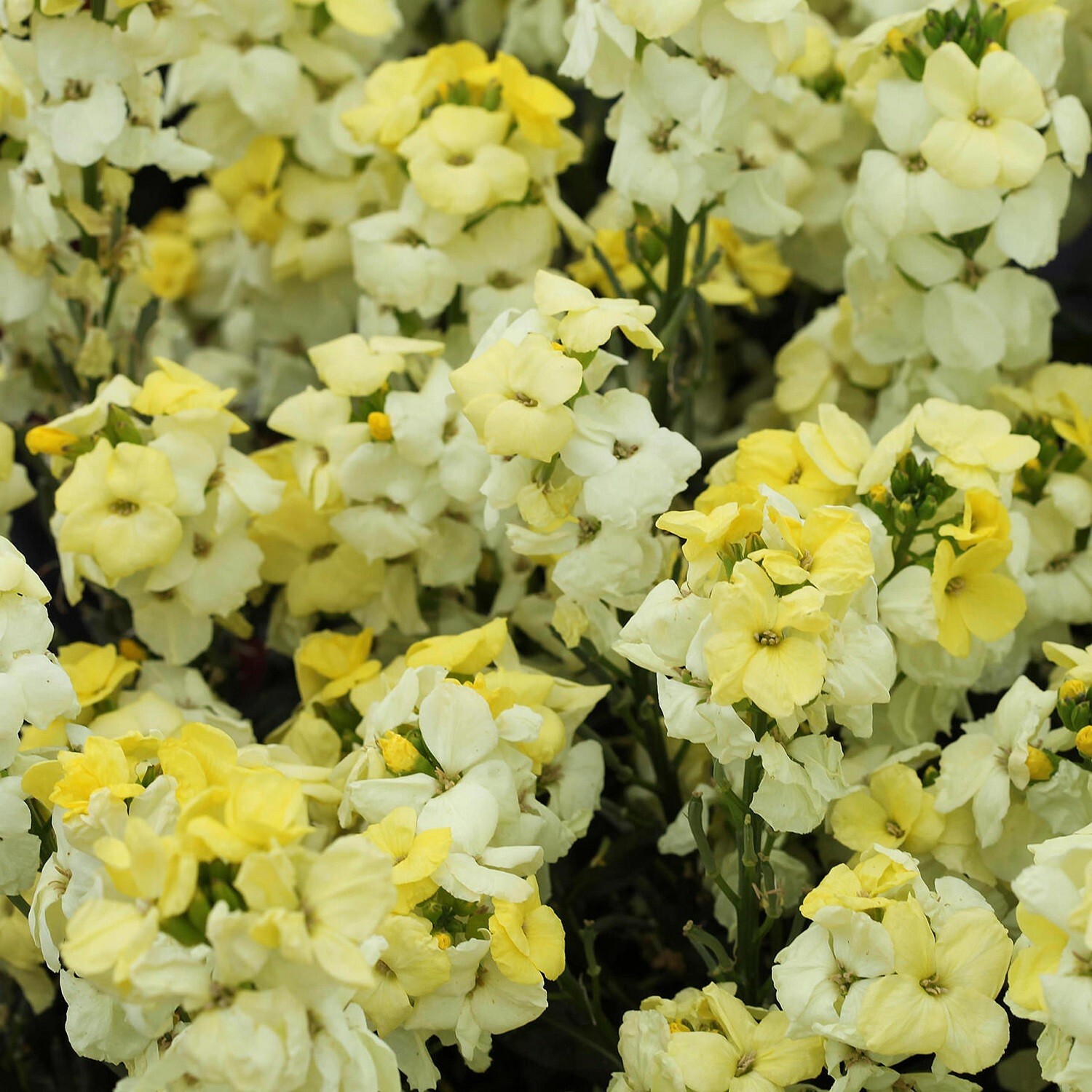 Cheiranthus Seeds Sugar Rush Primrose 50 Seeds Erysinnum Seeds