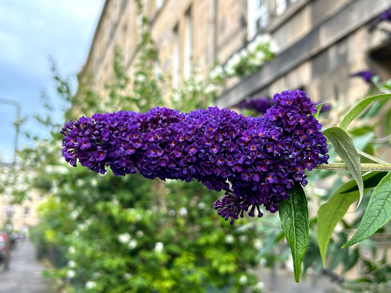 100 MIXED COLORS BUTTERFLY BUSH Buddleia Davidii Flower Seeds *Flat S/H