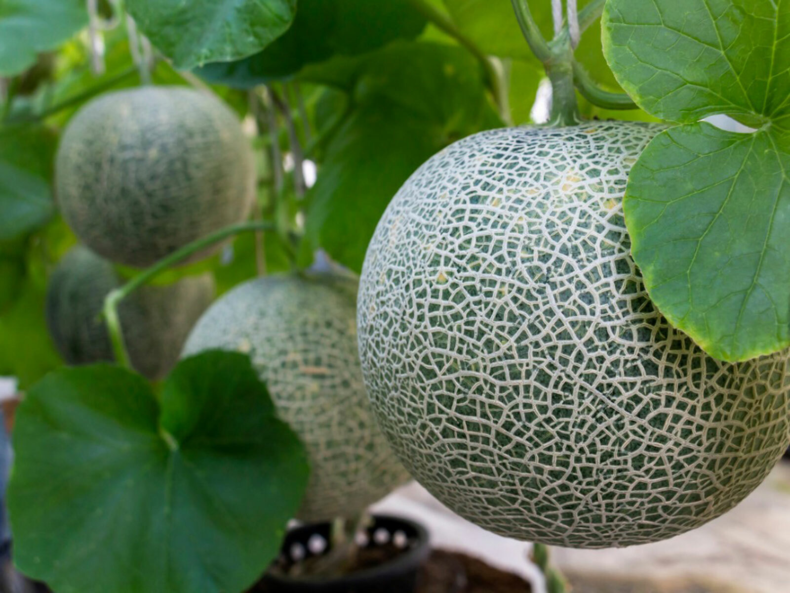 “BEST ON EBAY” 25 ORGANIC CANTALOUPE SEEDS FRESH HARVEST IN 2020, BIG
