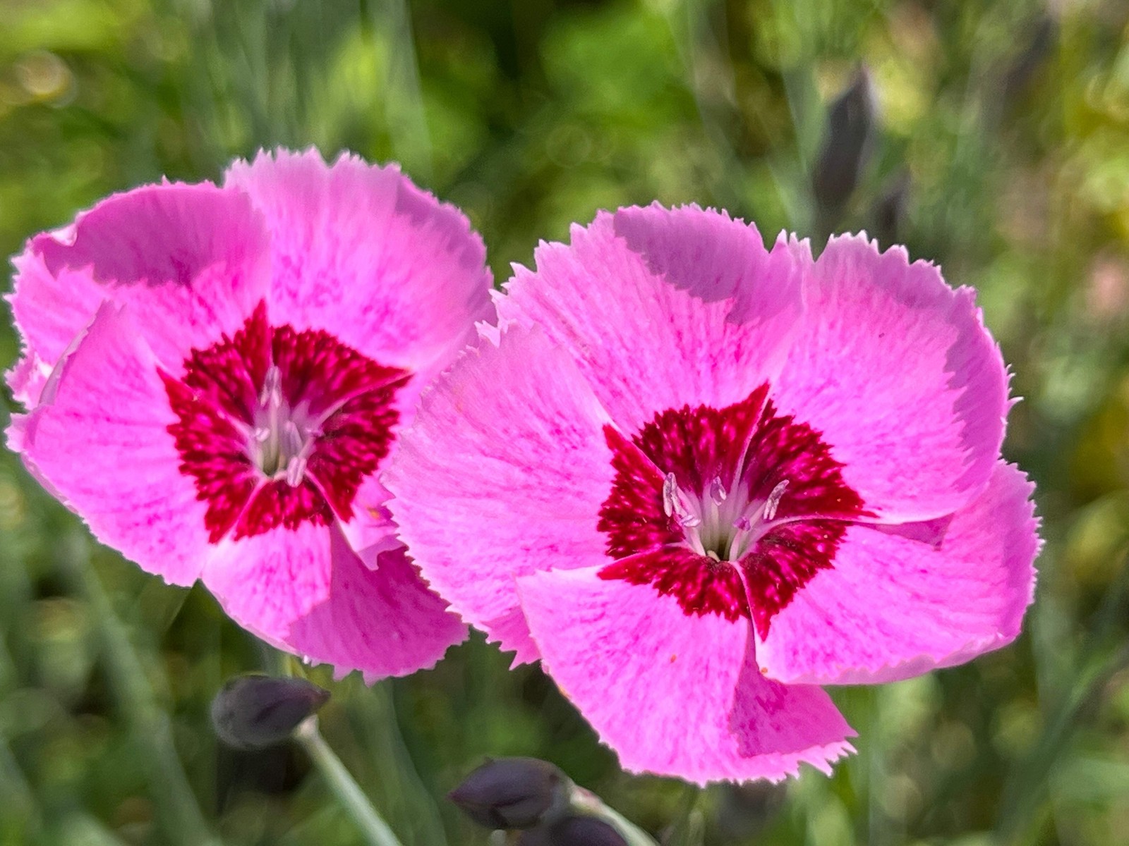 550 MAIDEN PINKS Dianthus Deltoides Flower Seeds