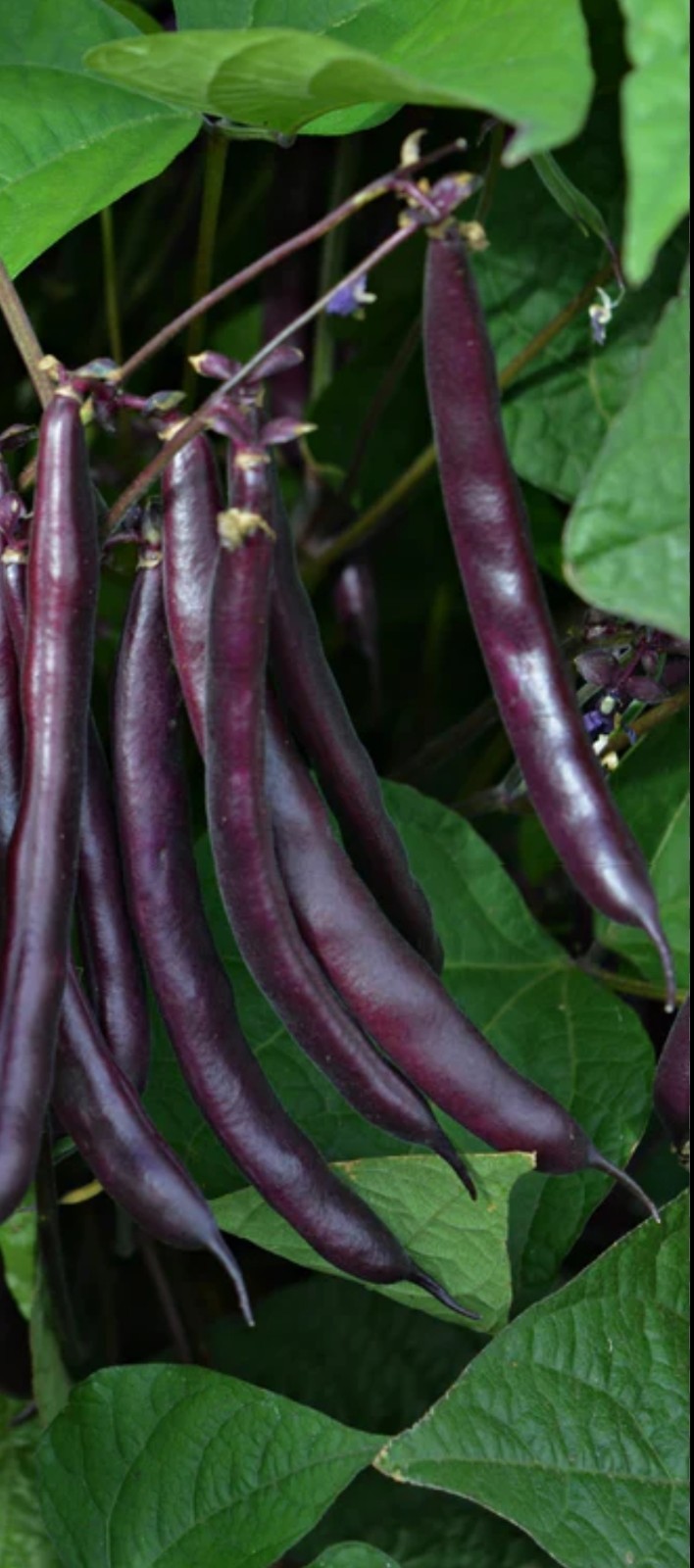 Royal Burgundy Green Bush Bean seeds NOGMO garden HighGermination Plant Heirloom