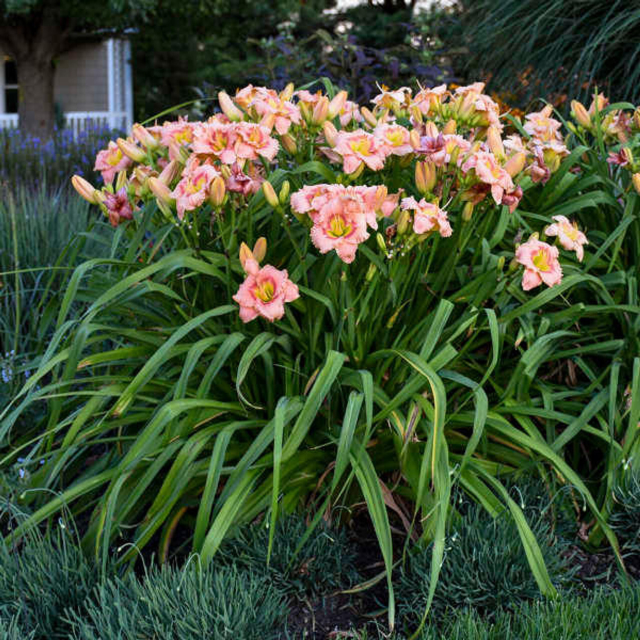 Reblooming Elegant Candy Daylily Hemerocallis One Rooted Starter Plant