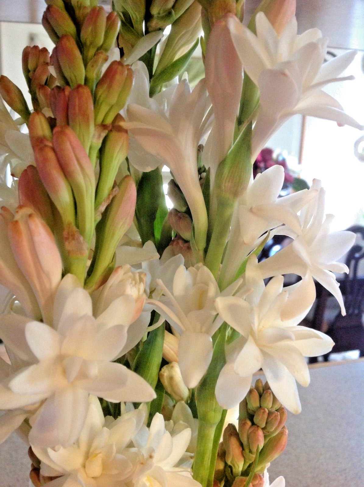 Tuberose large bulbs double pearl set of 6 – FRAGRANT – Polianthus