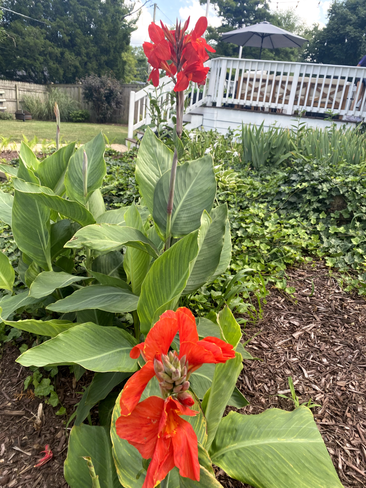 Red Canna Lily Seeds 10 Count (Tall King Humbert: 5-8 ft tall)