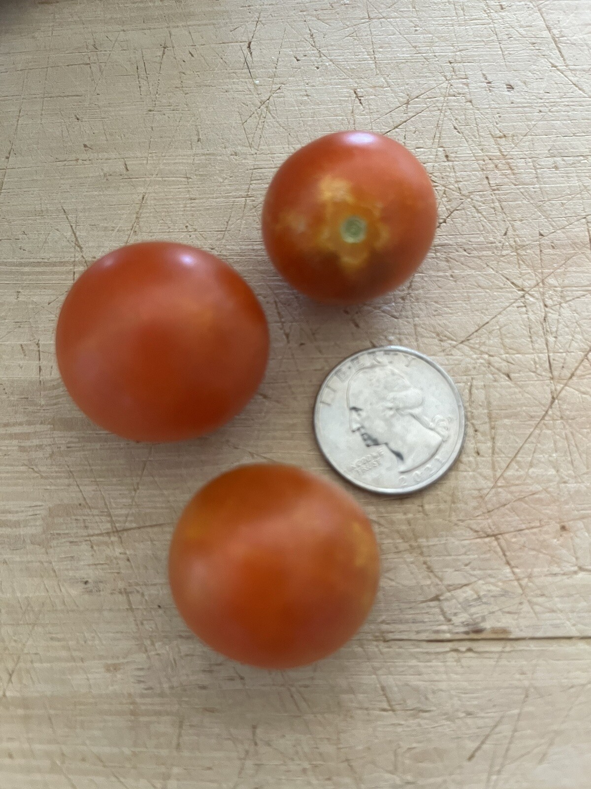 Heirloom Red Robin Tomato Seeds Micro-Dwarf Container, Hydroponic, 25 seeds