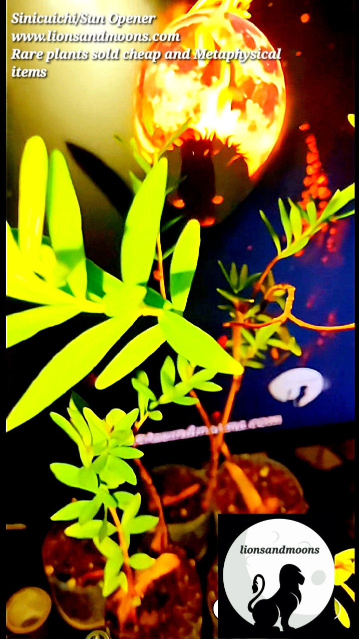 Sun Opener/Sinicuichi Heimia salicifolia Live Plants and Seeds Organic Homegrow