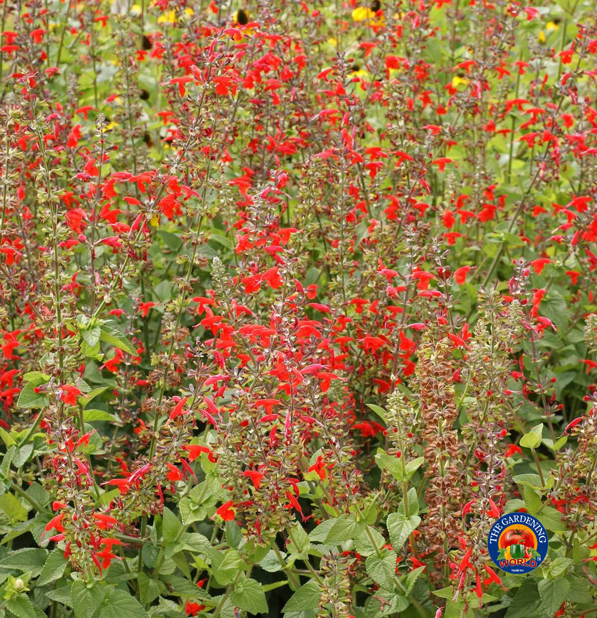 Sage RED SCARLET SALVIA Annual, Perennial Hummingbird Flowers Non-GMO 300 Seeds