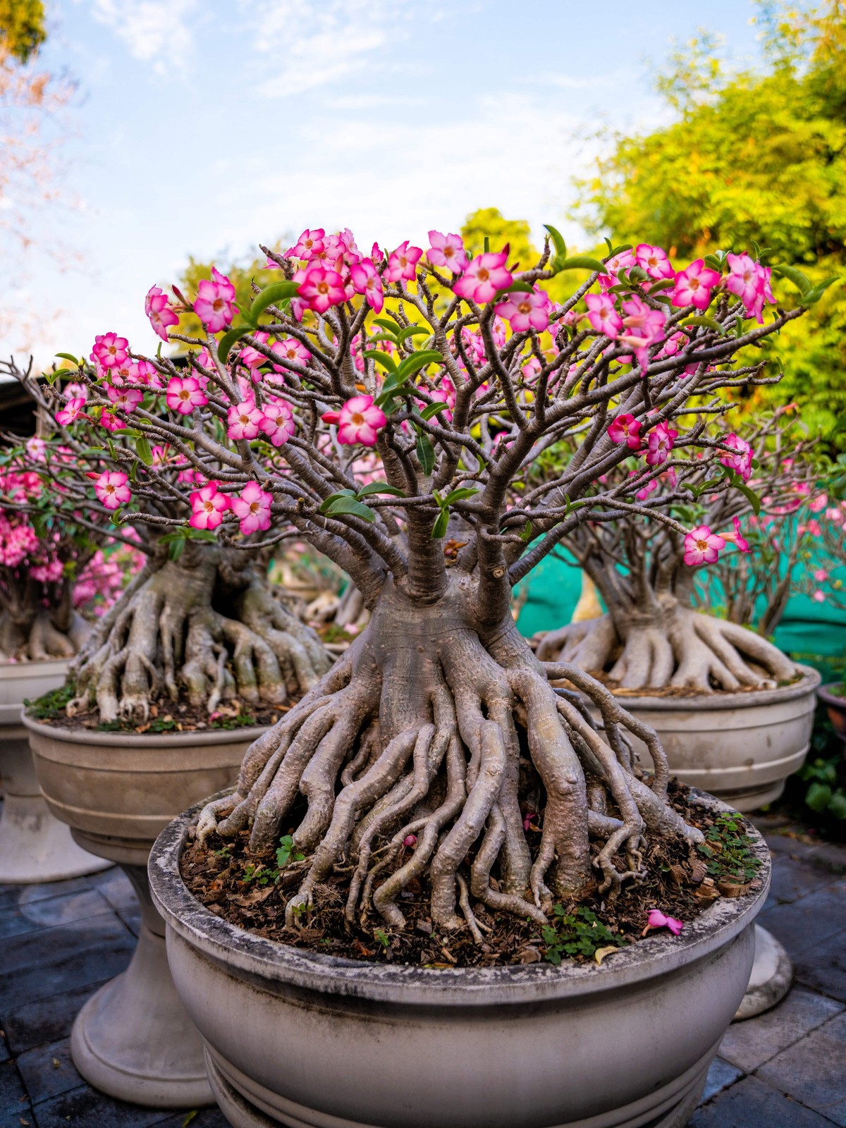 10 Mixed DESERT ROSE / ADENIUM Obesum African Houseplant Flower Seeds *Comb S/H