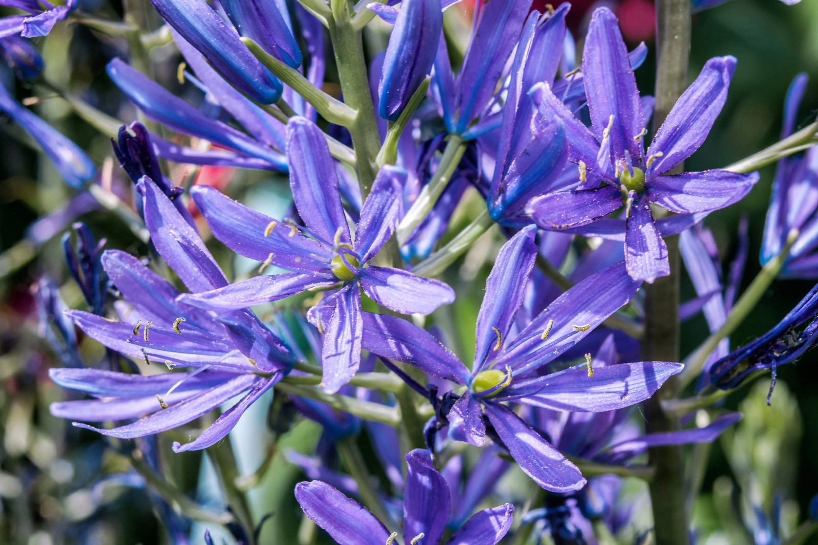 20 Blue LARGE CAMAS Camassia Leichtlinii Quamasia Great Camass Flower Seeds