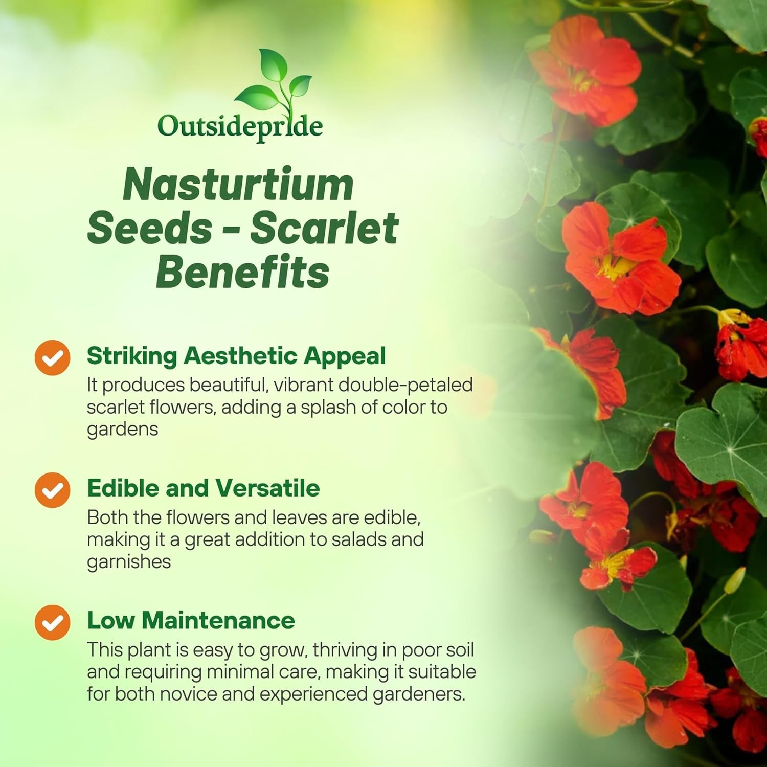 200 Seeds Nasturtium Seeds – Scarlet Gleam Flower Seed AAS Winner