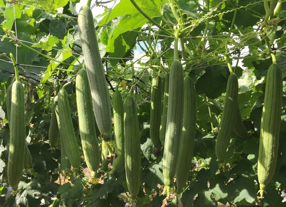 20+ Organic Luffa Gourd Seeds -Hột Mướp Hương -Organic NON-GMO – Free Shipping!