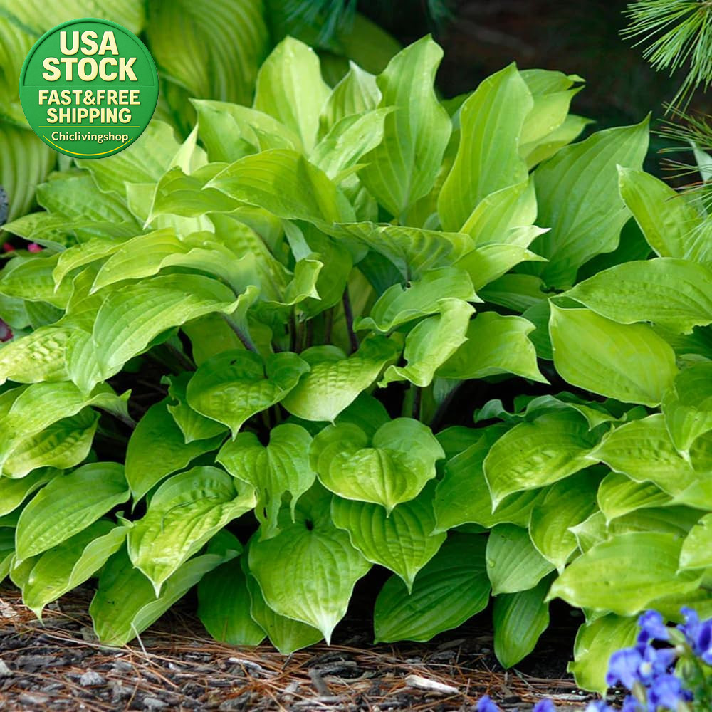 207 Hosta Seeds Variegated Perennial Giant Low Maintenance Shade Plants