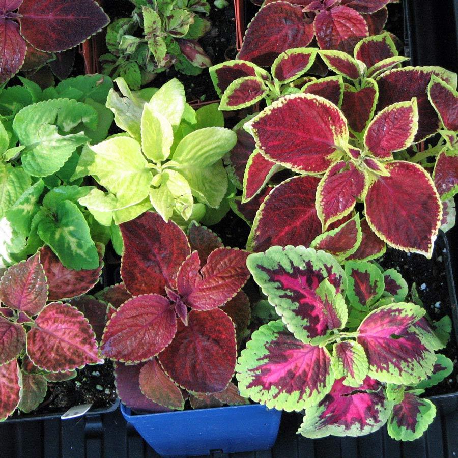 351+COLEUS Rainbow Mix Seeds Shade Garden Container Houseplant Groundcover Easy