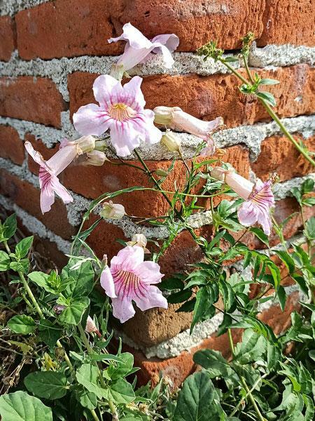 Podranea ricasoliana | Pink Trumpet Vine | Zimbabwe Creeper | 20 Seeds