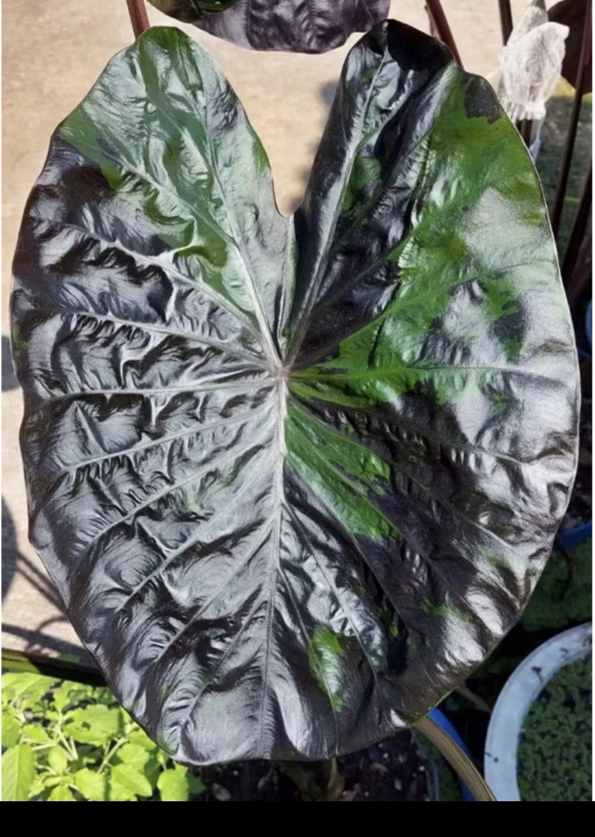AUTHENTIC Colocasia Green Tiger 1 bulbs