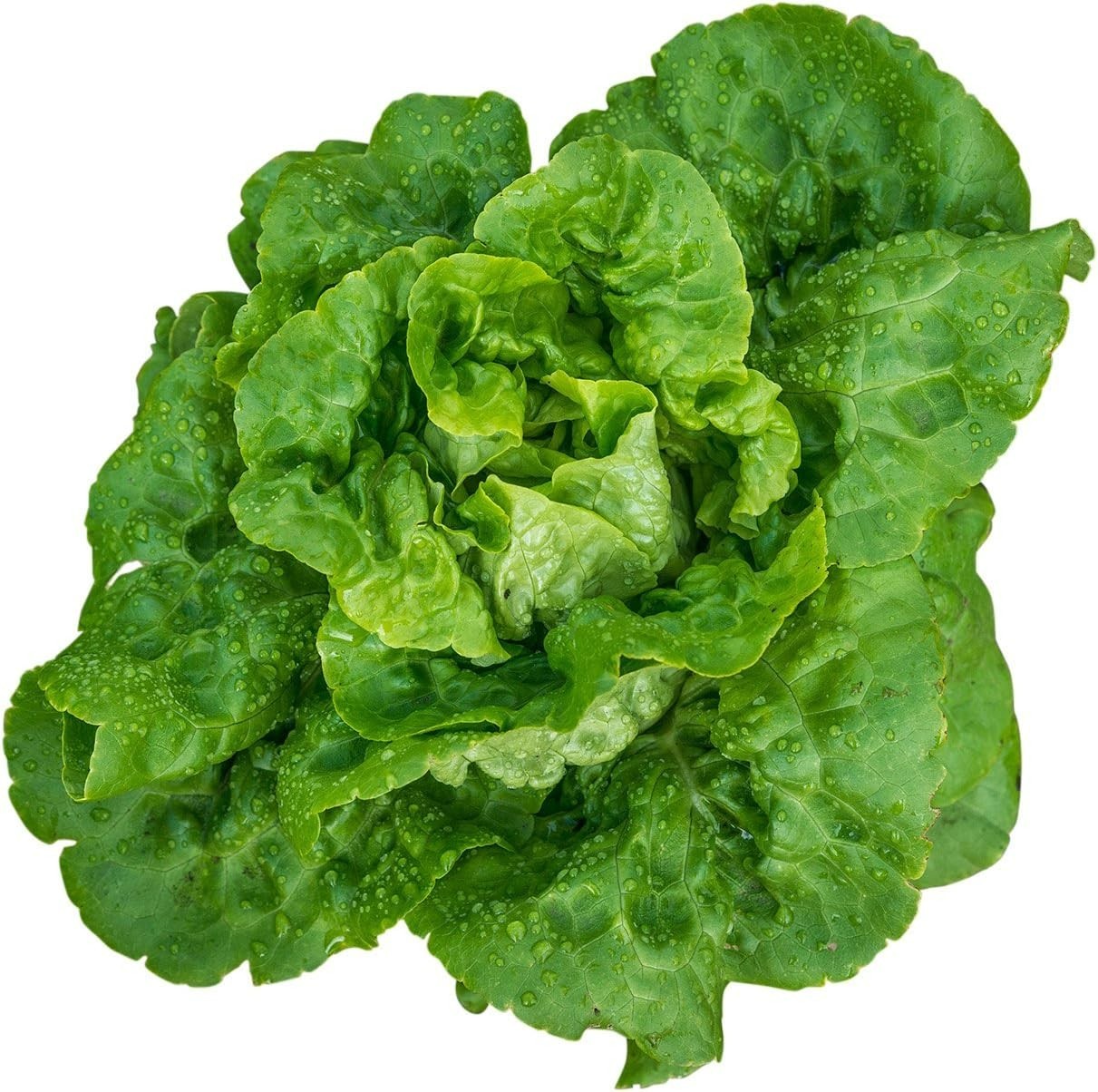 Luscious Buttercrunch Lettuce Seeds – 500 Count for Flavorful Home Gardening