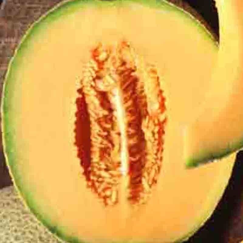 HONEY ROCK SPRING CANTALOUPE MELON HONEYROCK HEIRLOOM NON-GMO 20 SEEDS SWEET USA