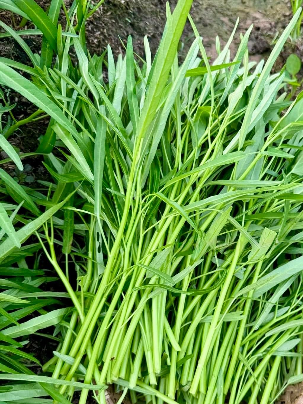 1000+ Organic Water Spinach Seeds – Kangkong, Ong Choy, Rau Muong – , Non-Gmo, U