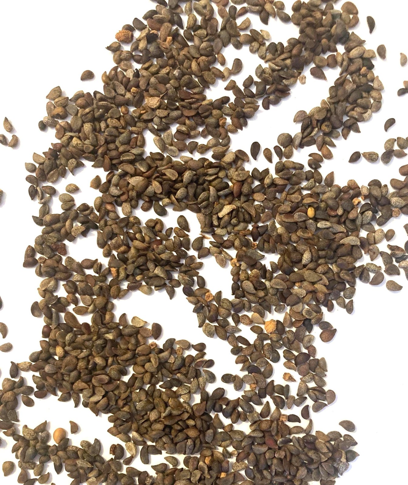 Bradford Pear Seeds (Pyrus Calleryana) Callery Pear