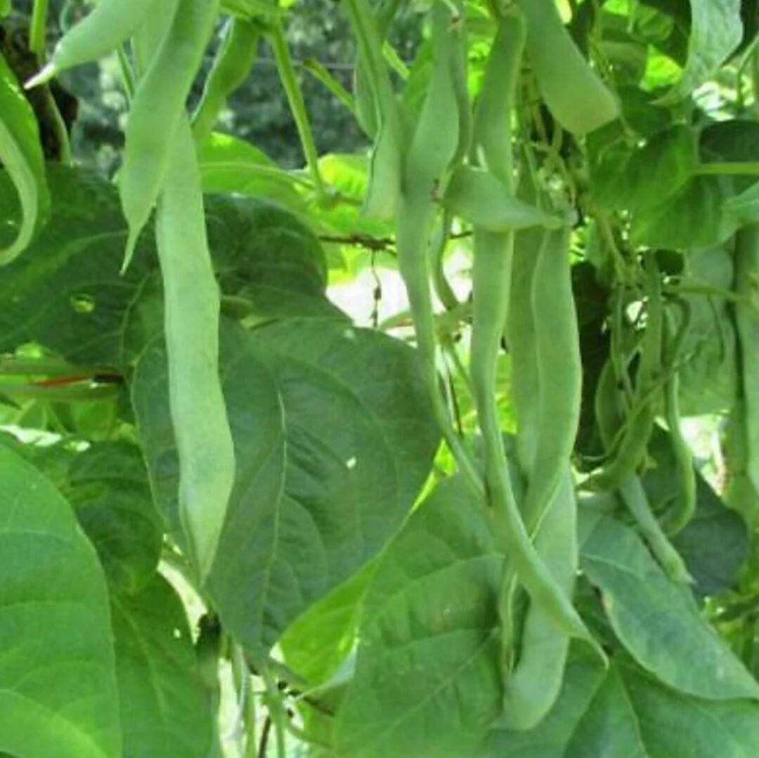Roma II Bush Green Bean Seeds, Flat Stringless, NON-GMO, FREE SHIPPING