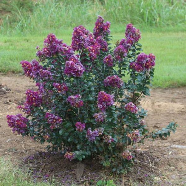 Lagerstroemia indica Catawba | Crape Myrtle | 20 Seeds