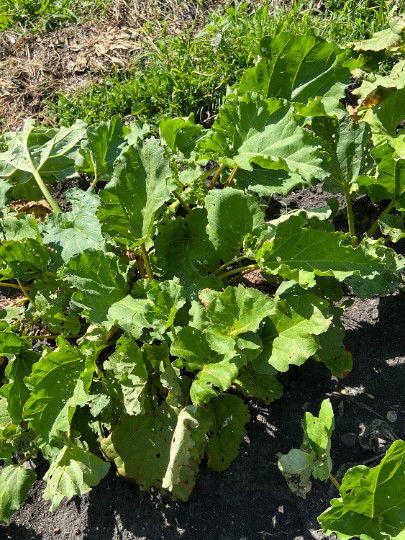 50 Perennial Victoria Rhubarb Seeds zone 3-9