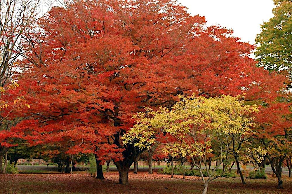 10 Japanese Grey Bark Elm (Zelkova serrata) Tree Seeds Bonsai Very FAST Growing!