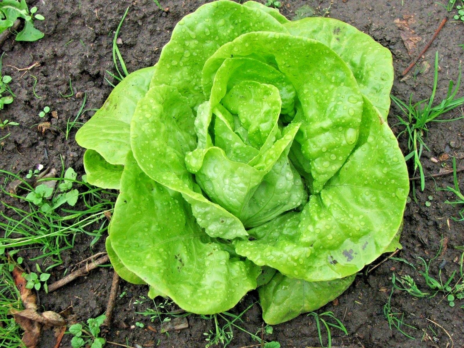 601+TOM THUMB Seeds Romain Leaf Lettuce Organic Spring Fall Garden Container