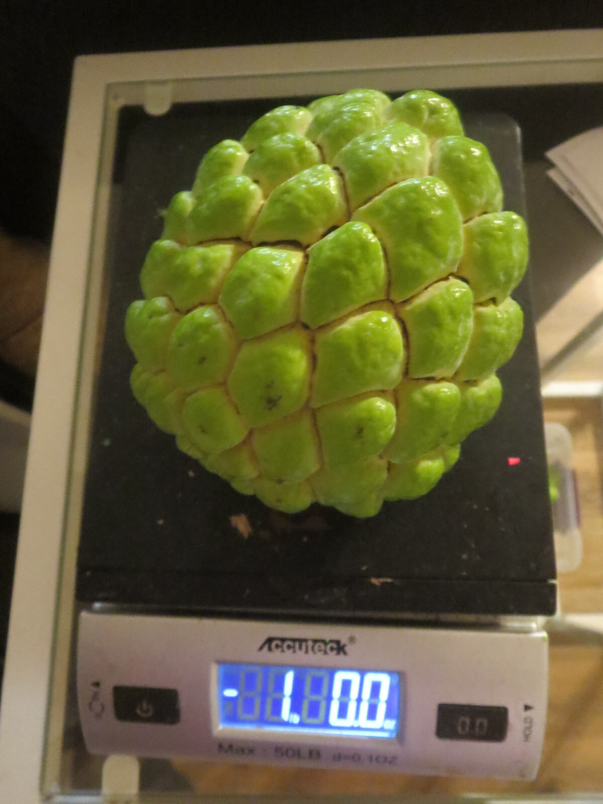Organic Sugar Apple Annona Squamosa Sweetsop 10 Seeds Florida Grown 2024 Season