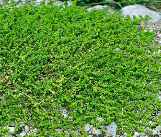 GREEN CARPET RUPTUREWORT Herniaria Glabra – 10,000 Bulk Seeds