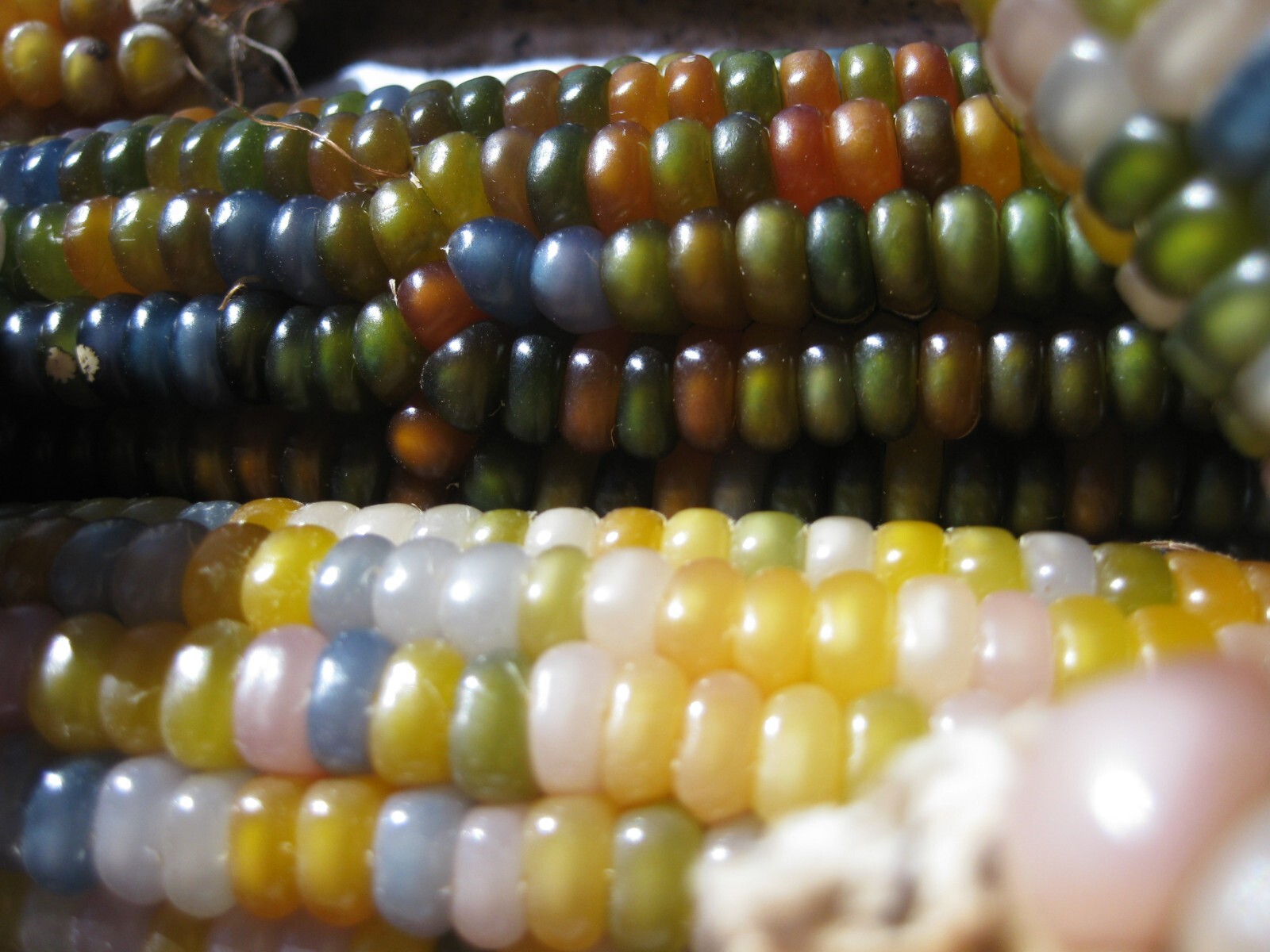 Glass Gem Corn Seeds Organic 200+ USA Grown