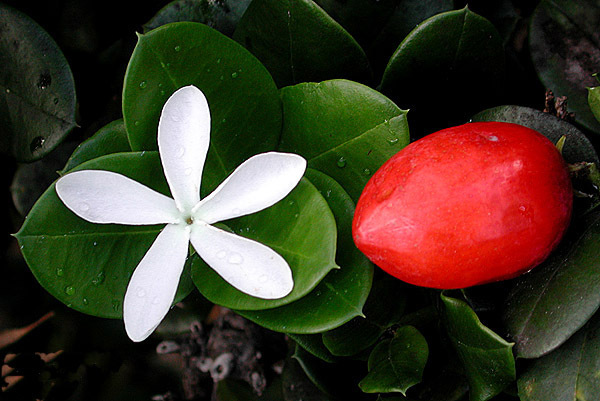Natal Plum, Carissa macrocarpa, (Carissa grandiflora), Shrub Seeds (Fast Edible)