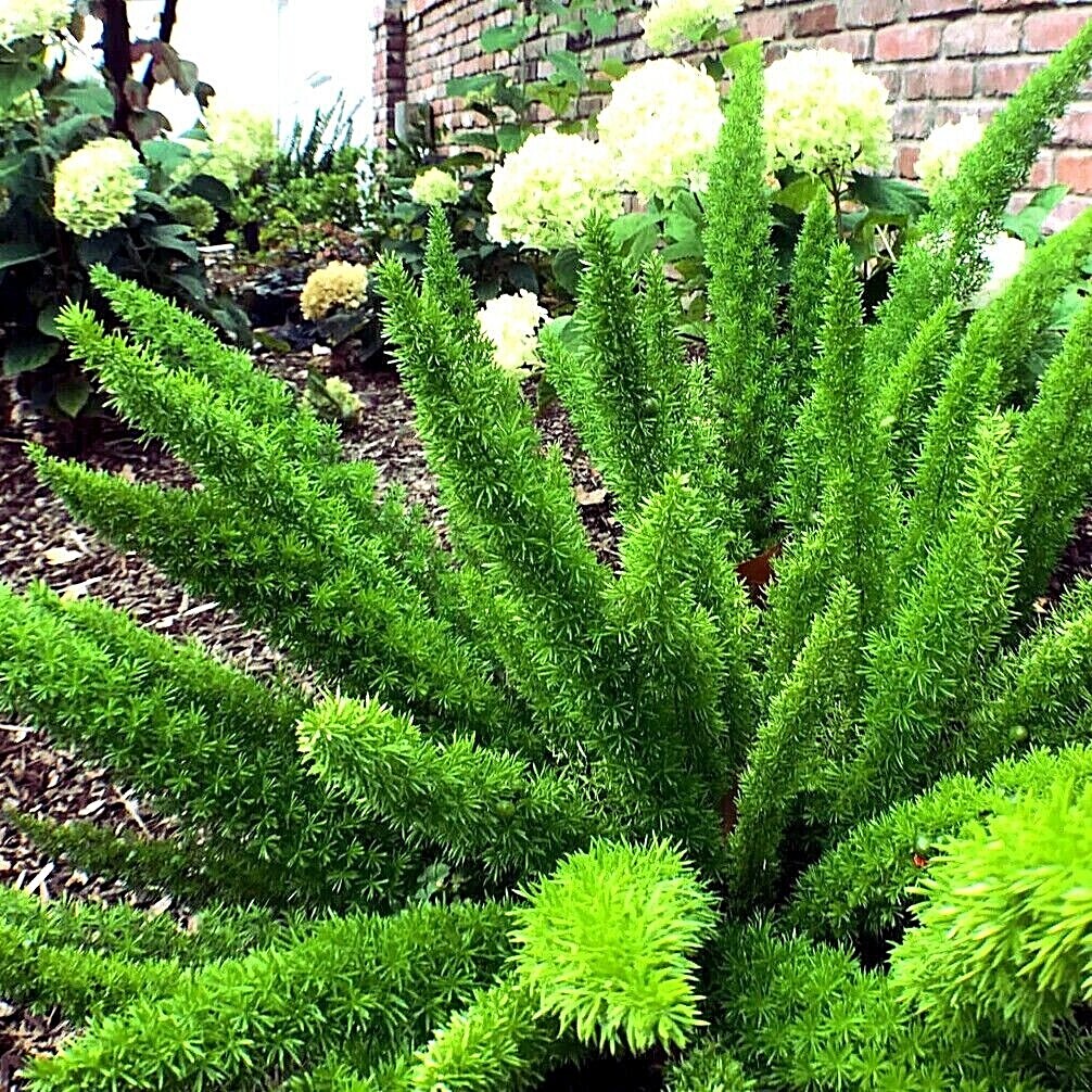20 ASPARAGUS FOXTAIL FERN Seeds Myers Houseplant Tropical Flower Garden RARE!