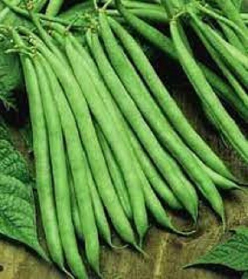 Premium Contender Stringless Green Bean – Fresh Seed – Non-GMO – Very Popular!