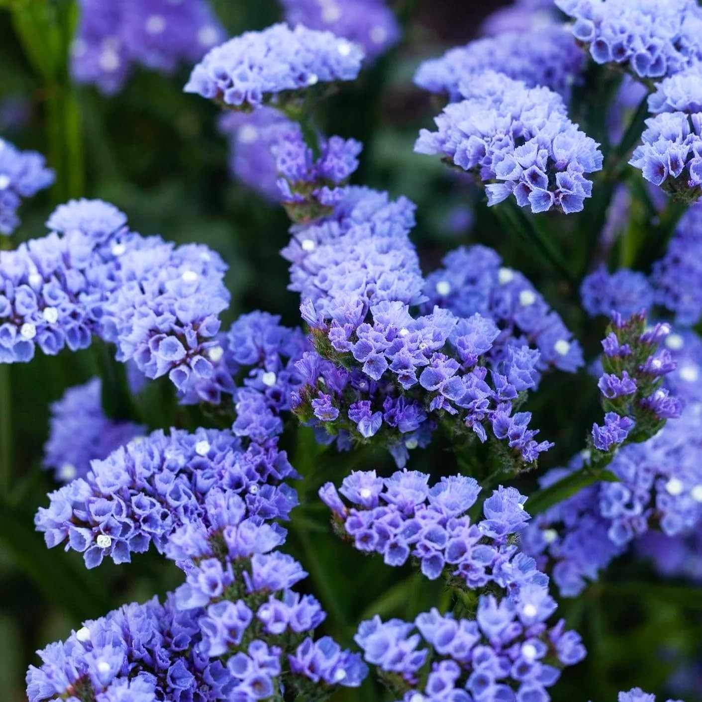 1000+ Perennial Limonium Statice Flower Seeds for Planting Non-GMO Mixed