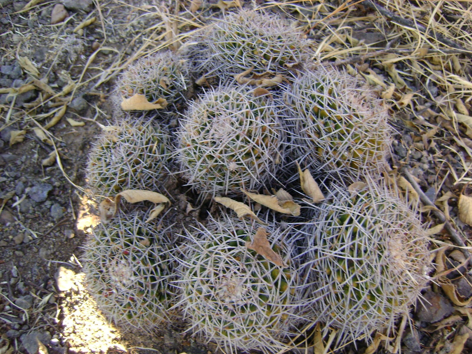 Mammillaria nejapensis 25 seeds
