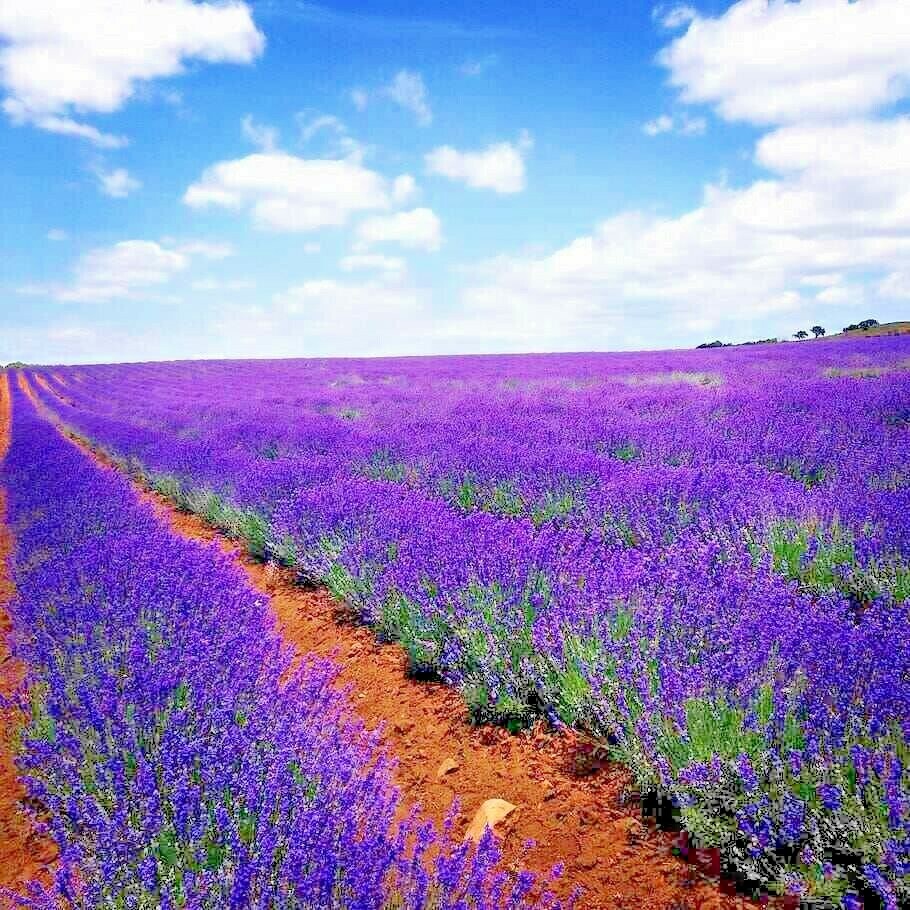 1200+ LAVENDER VERA SEEDS AUTUMN MOSQUITO INSECT REPELLENT PERENNIAL NON-GMO USA