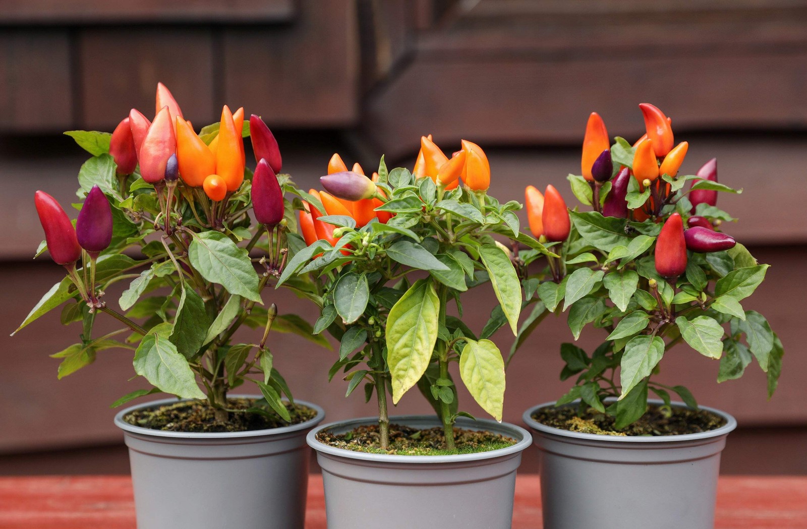1000 Pcs Five Color Pepper Seeds Ornamental Hot Chili Heirloom Vegetable Garden