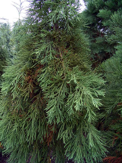 Giant Sequoia, Sequoiadendron giganteum, Tree Seeds (Fast, Evergreen)