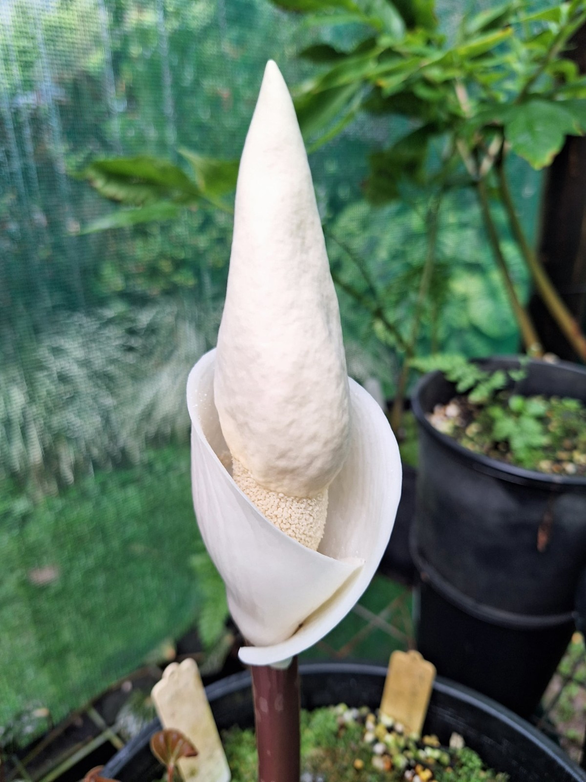 Amorphophallus tuberculatus (seed) Aroid Corpse Flower Rare Houseplant Collector