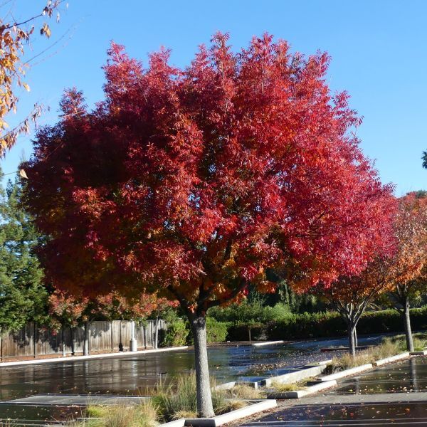 1(ONE) Live Plants of seedling “CHINESE PISTACHE” TREE about 3-6″ tall
