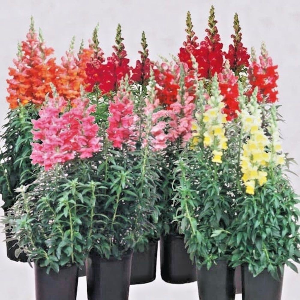 2001+SNAPDRAGON TETRA MIX Flower Seeds Spring Fall Garden Patio Container Easy