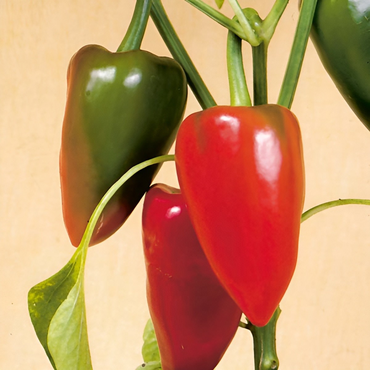 100 Heirloom Red Pimento Pepper Seeds – Garden Classic – Sweet Pepper – No Heat