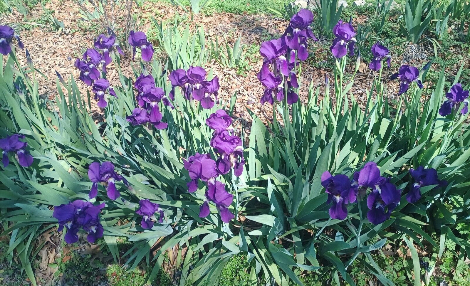 (10) TALL BEARDED IRIS RHIZOME LIVE ROOT GARDEN PLANTS SPRING PURPLE FLOWERS FUN