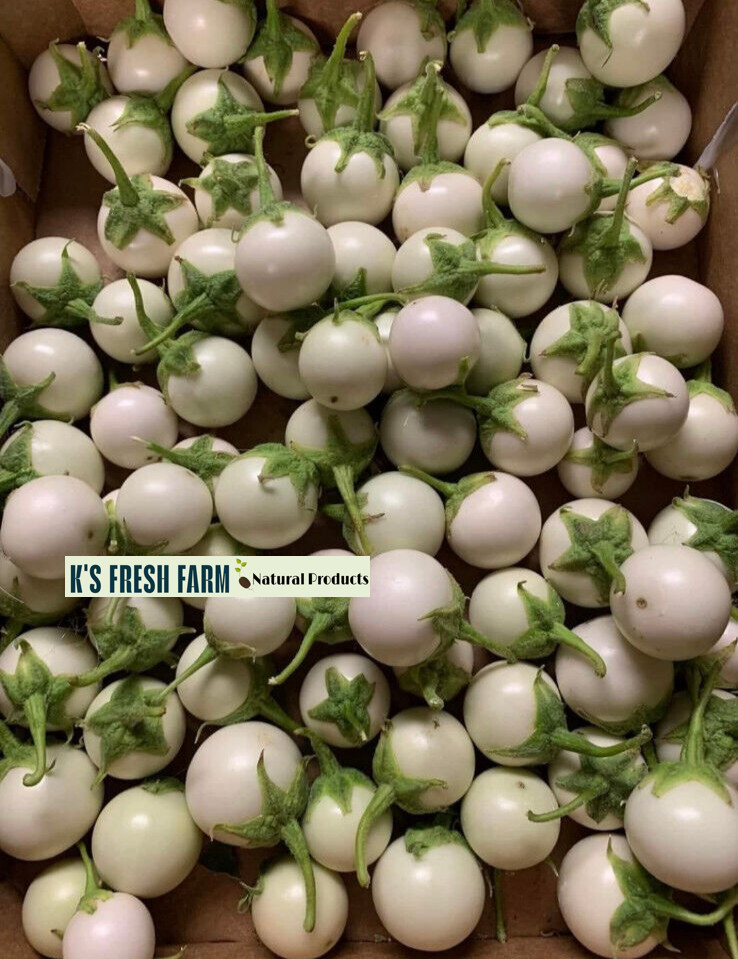 100+PCS WHITE ROUND EGGPLANT SEEDS, CÀ PHÁO TRẮNG