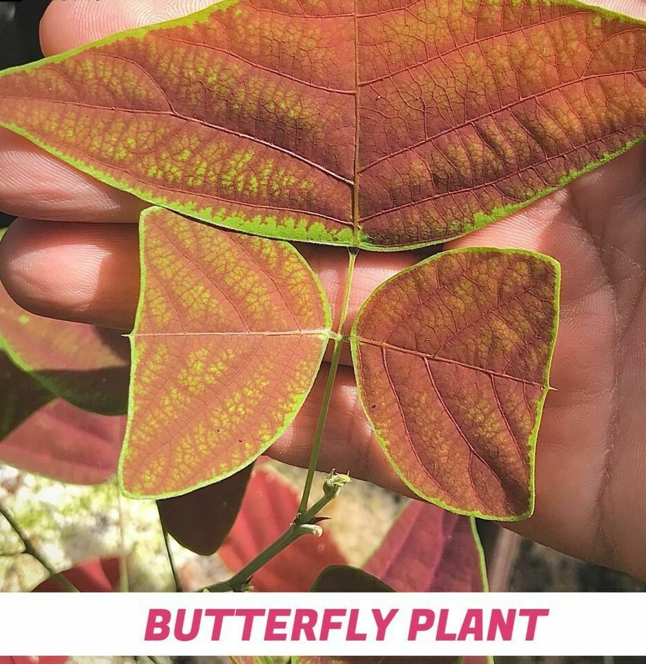 Organic Christia MARBLE – Swallowtail – Butterfly Wing Plant seeds – Obcordata