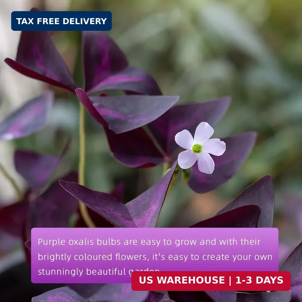 Purple Shamrock Bulbs 12 Pcs Good Luck Purple Oxalis Bulbs for Planting Indoor a