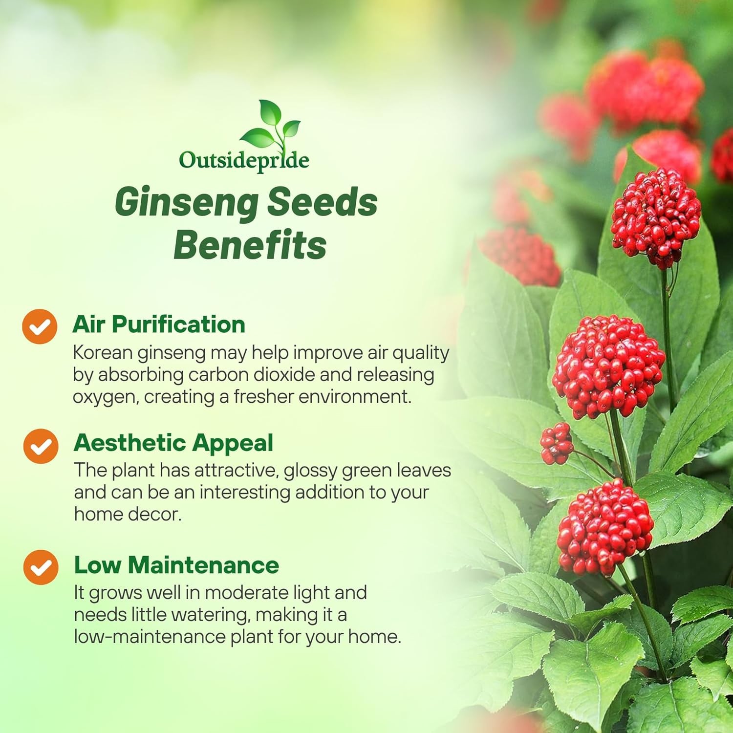 10 Seeds Panax Ginseng Herb Seeds – Medicinal Plants