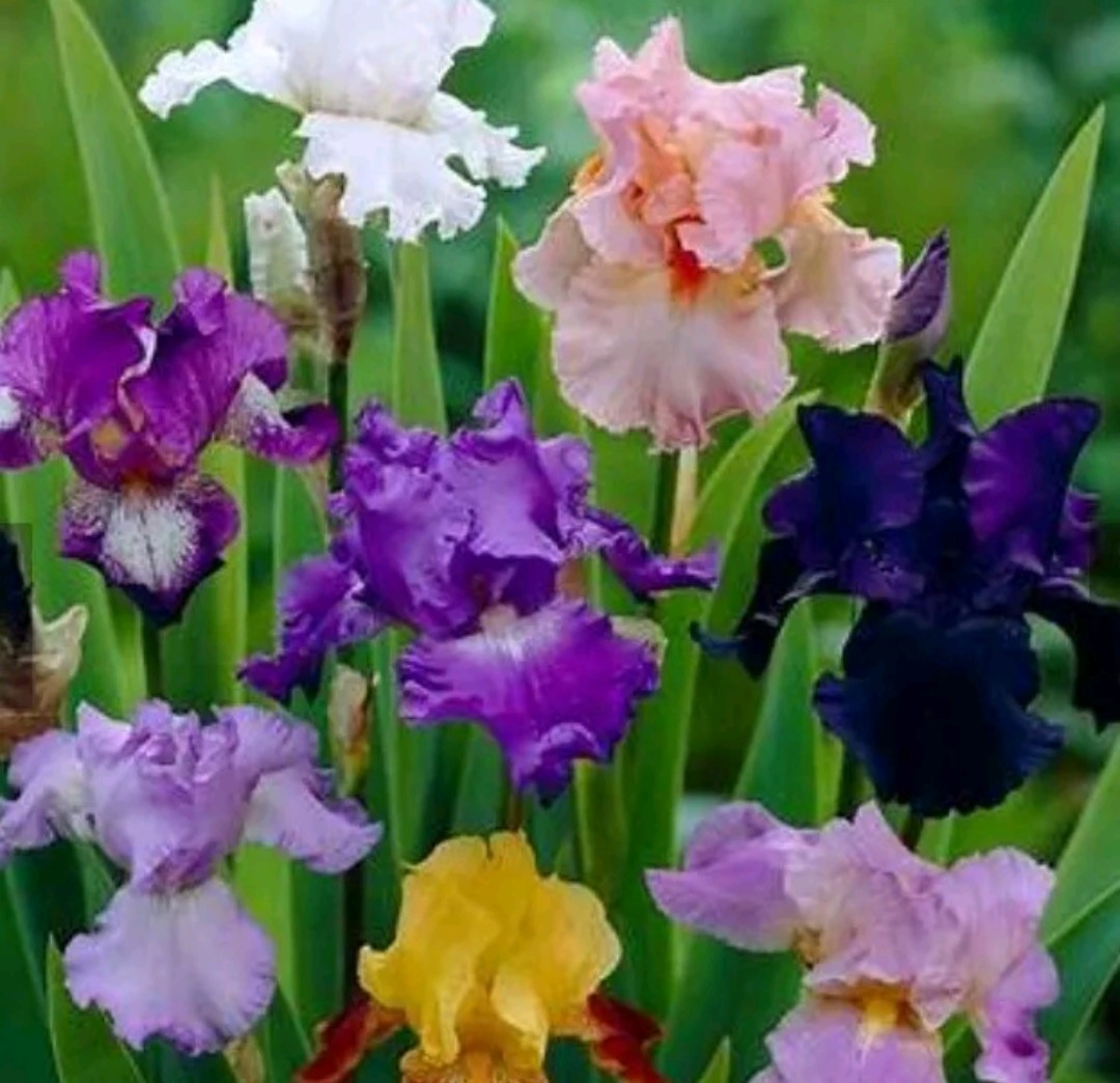 15 Iris Fresh Bearded Iris Rhizomes Mixed Varieties