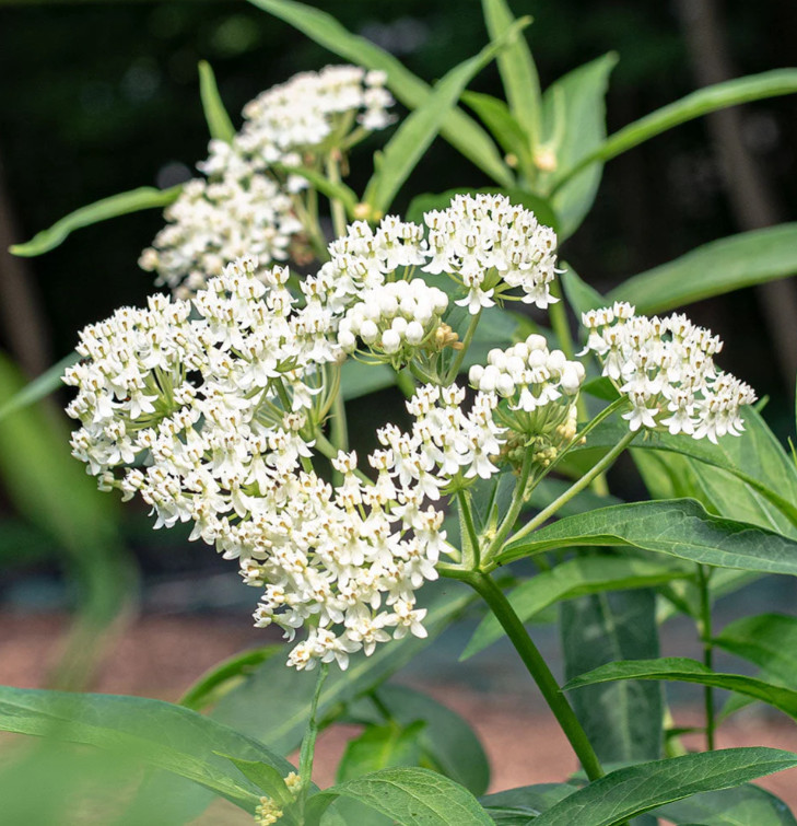 Set 2 White Milkweed Starter Plants – 4-8″ Tall – Monarch Butterfly Attracting